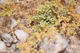 Image of Tetraena cylindrifolia (Schinz) Beier & Thulin