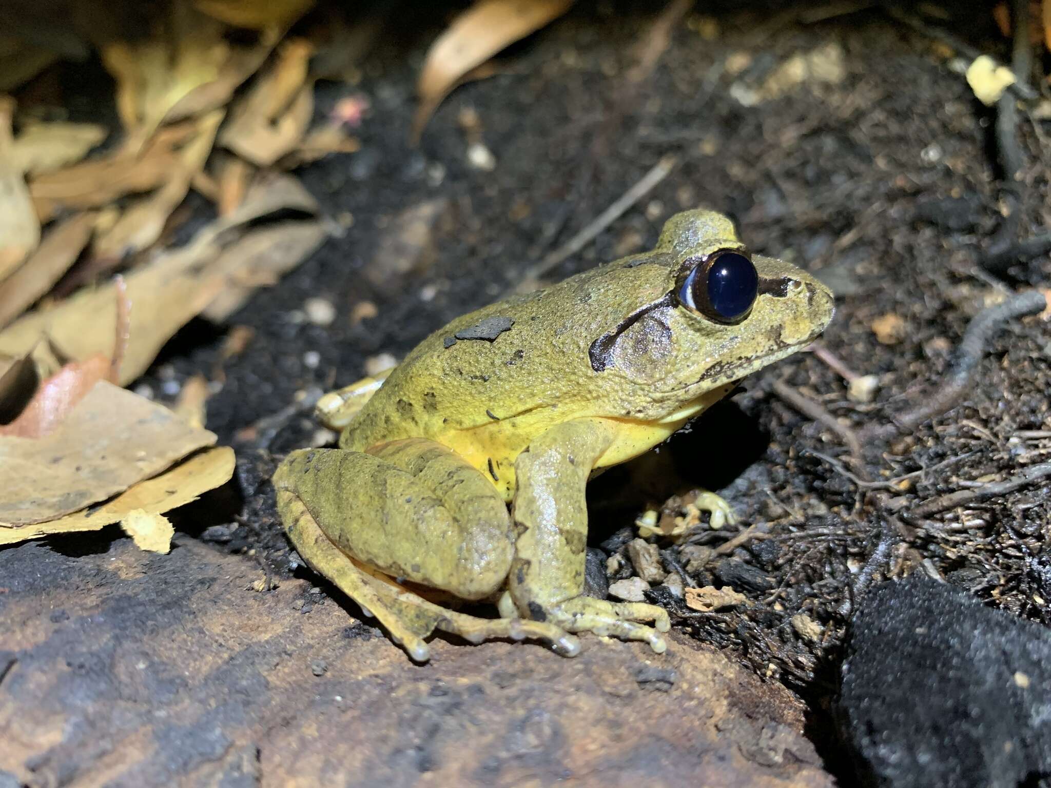 Image of Grey Barred Frog