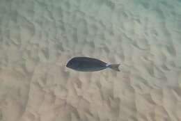 Image of Sawtail surgeonfish