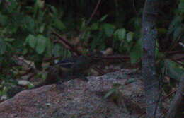 Image of Indochinese Ground squirrel