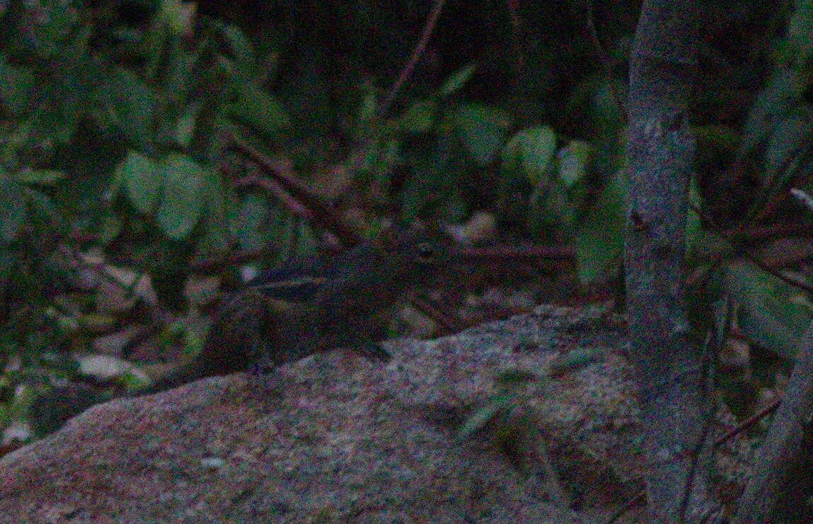 Image of Indochinese Ground squirrel