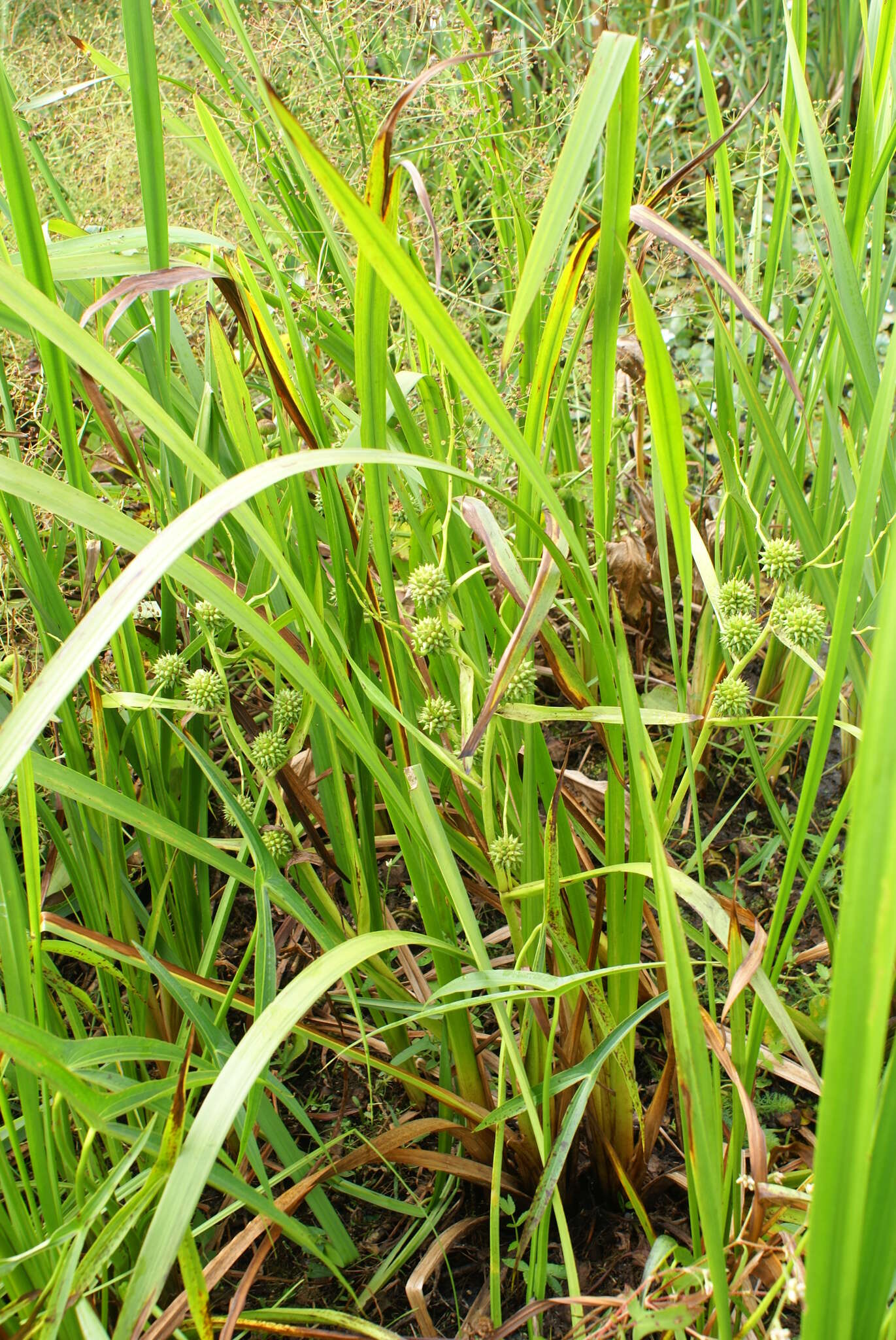 Image of Sparganium eurycarpum subsp. coreanum (H. Lév.) C. D. K. Cook & M. S. Nicholls