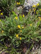 Image de Geum rossii var. turbinatum (Rydb.) C. L. Hitchc.