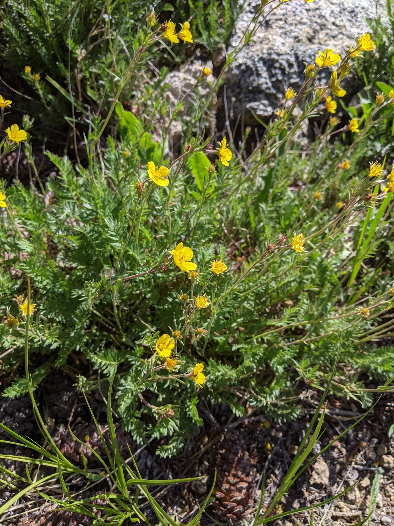 Image de Geum rossii var. turbinatum (Rydb.) C. L. Hitchc.