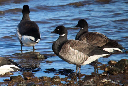 Image of Brant Goose