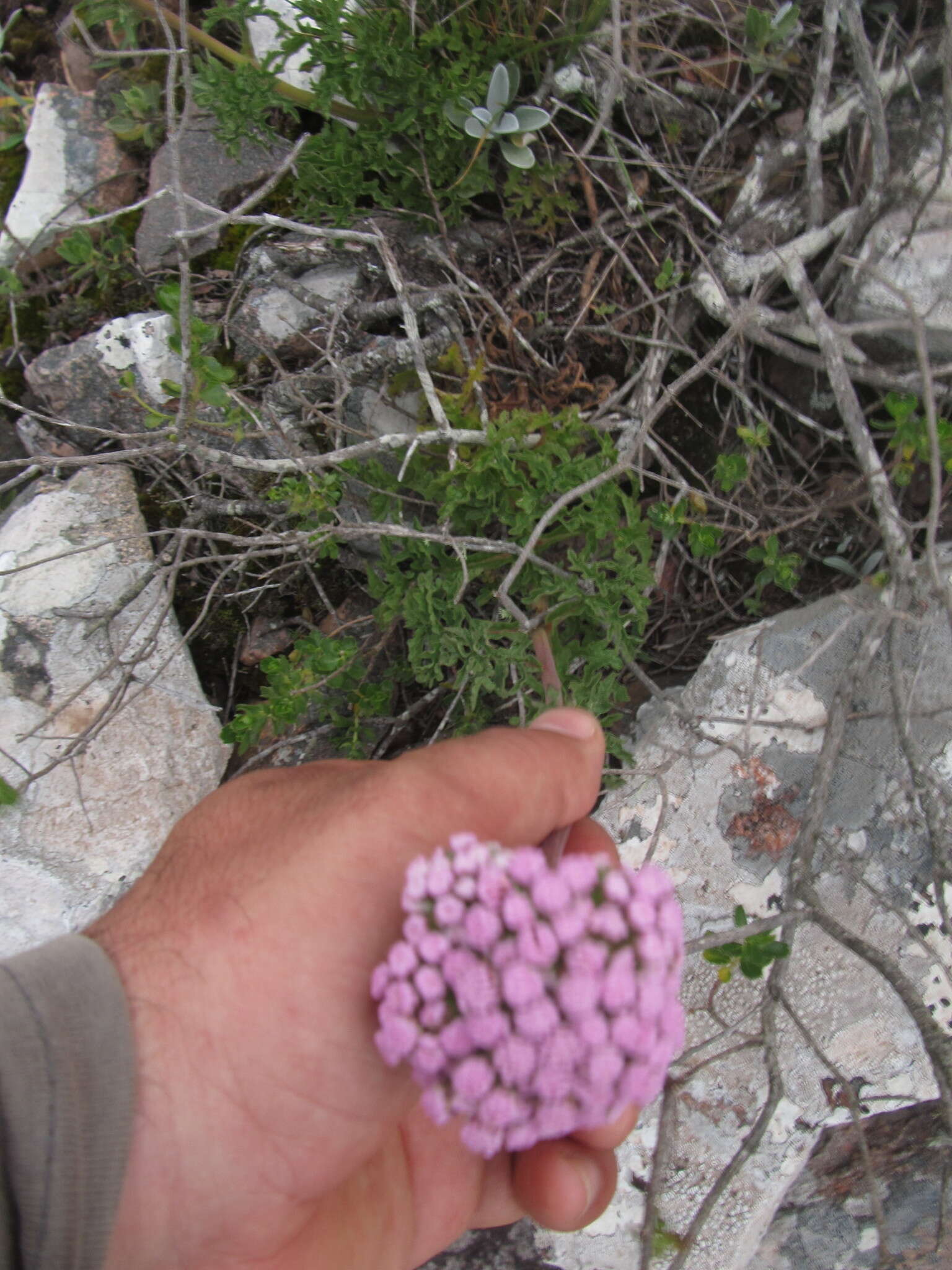 Image of Gyptis tanacetifolia (Gillies ex Hook. & Arn.) D. J. N. Hind & Flann