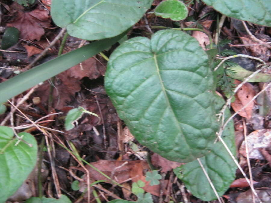 Image of Piloselloides cordata (Thunb.) C. Jeffrey