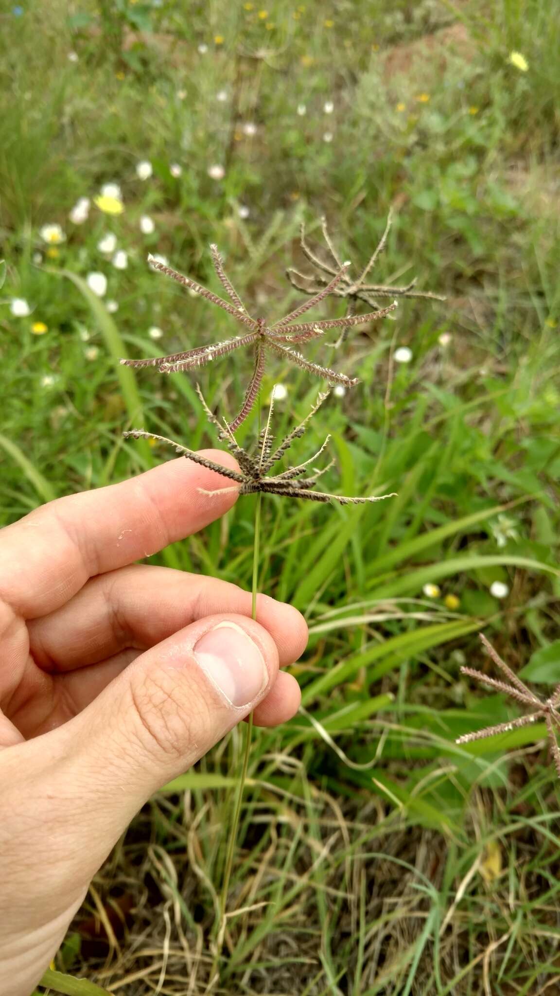 Image de Chloris cucullata Bisch.