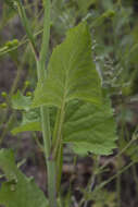 Image of Edible aster