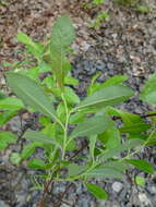 Image of prairie willow