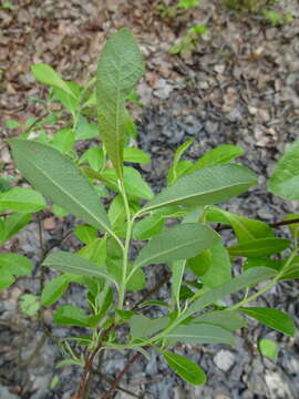 Image of prairie willow