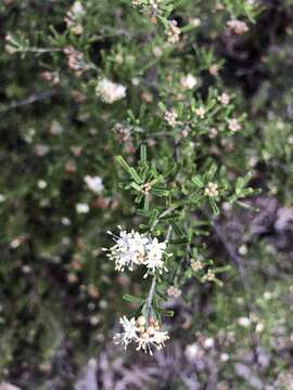 Image of Phebalium glandulosum Hook.