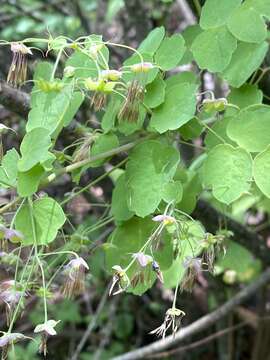 Image of Thalictrum gibbosum Lecoy.