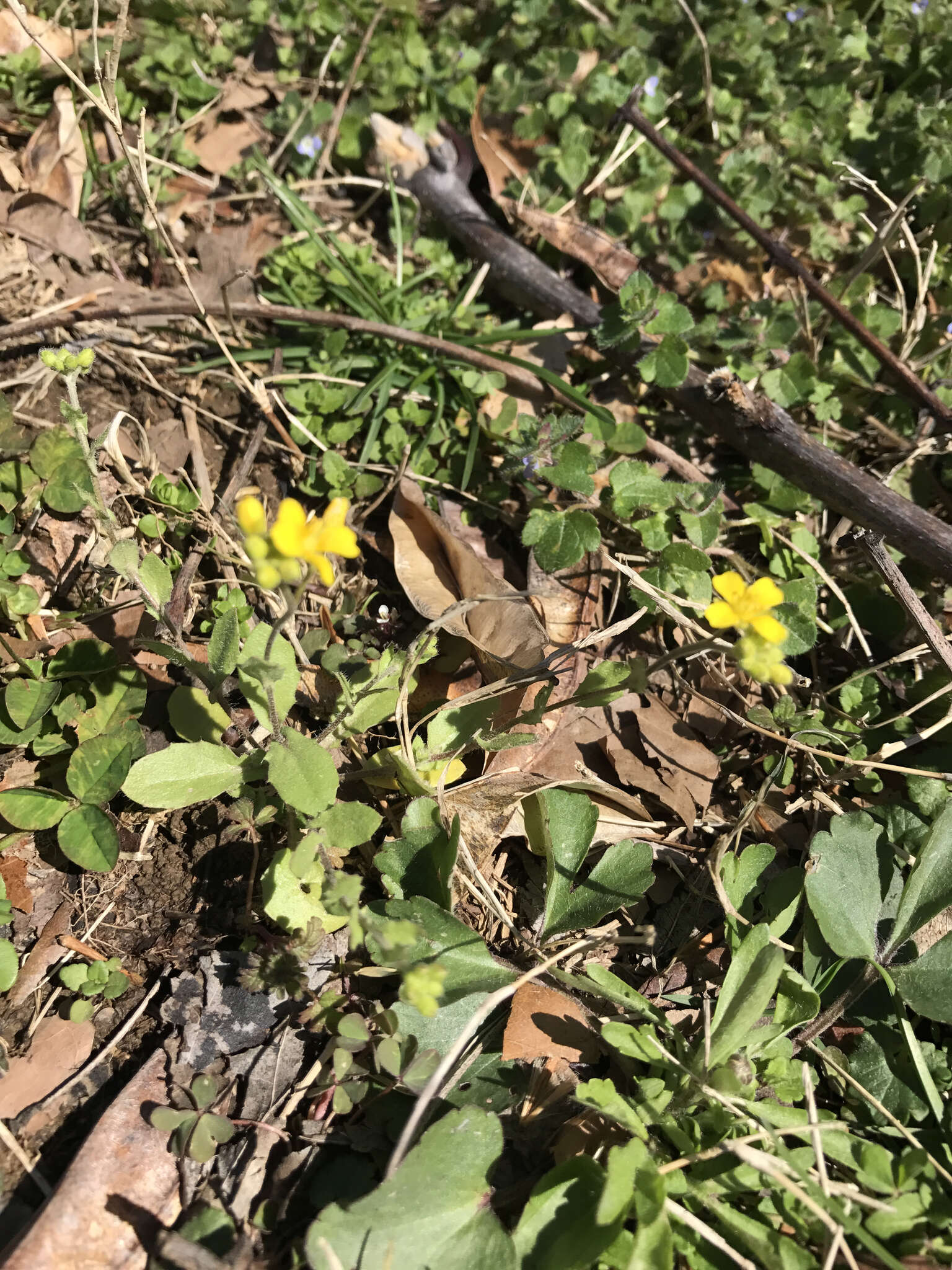 Image of Lescur's bladderpod