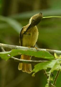 Image of <i>Onychorhynchus coronatus mexicanus</i>