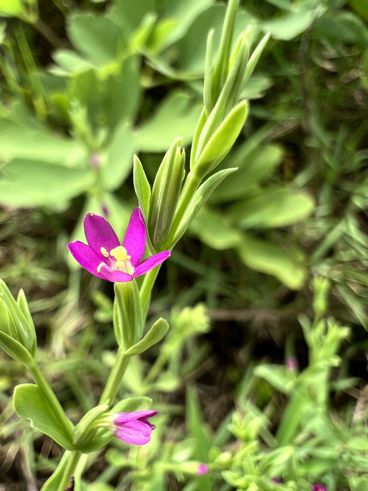 Image of Schenkia japonica (Maxim.) G. Mansion