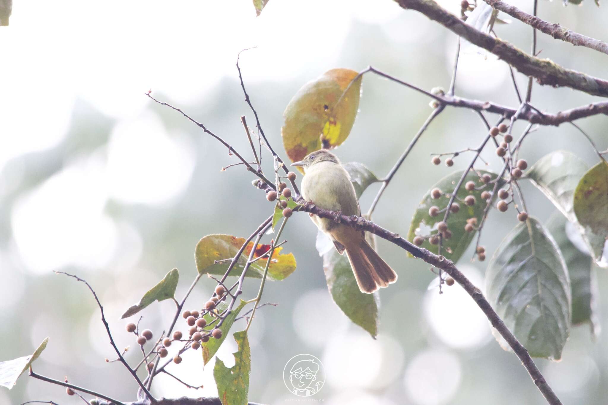 Image of Grey-eyed Bulbul