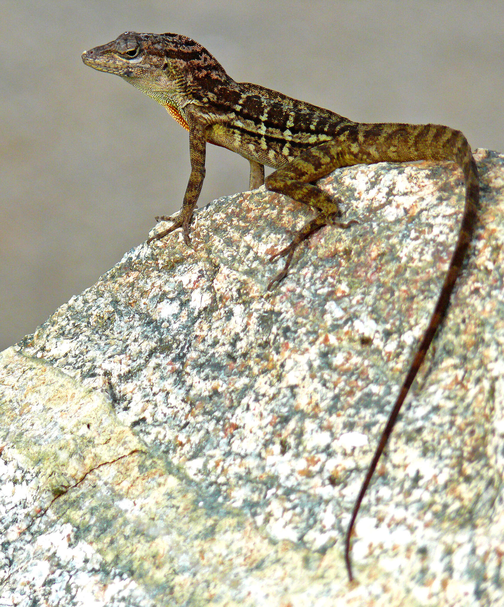 Image of Striped Anole