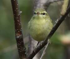 Image of Green Warbler