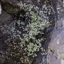 Image of Fendler's false cloak fern