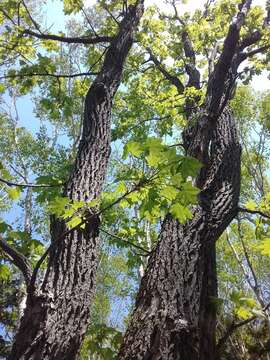 Image of castor aralia