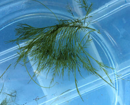 Image of Bryopsis corticulans