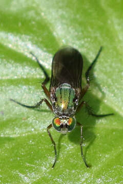 Image of Poecilobothrus