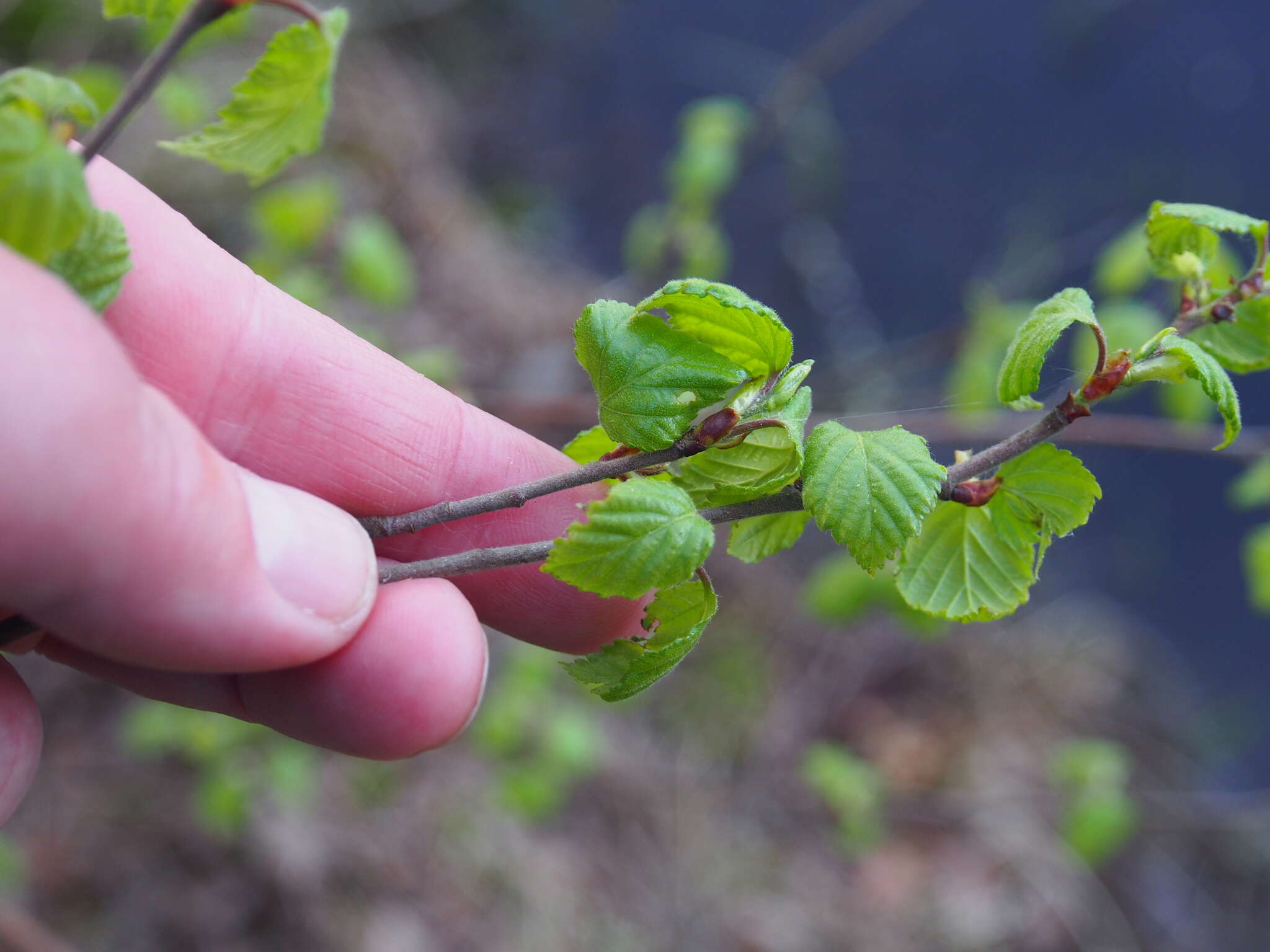 Image of Brown Birch