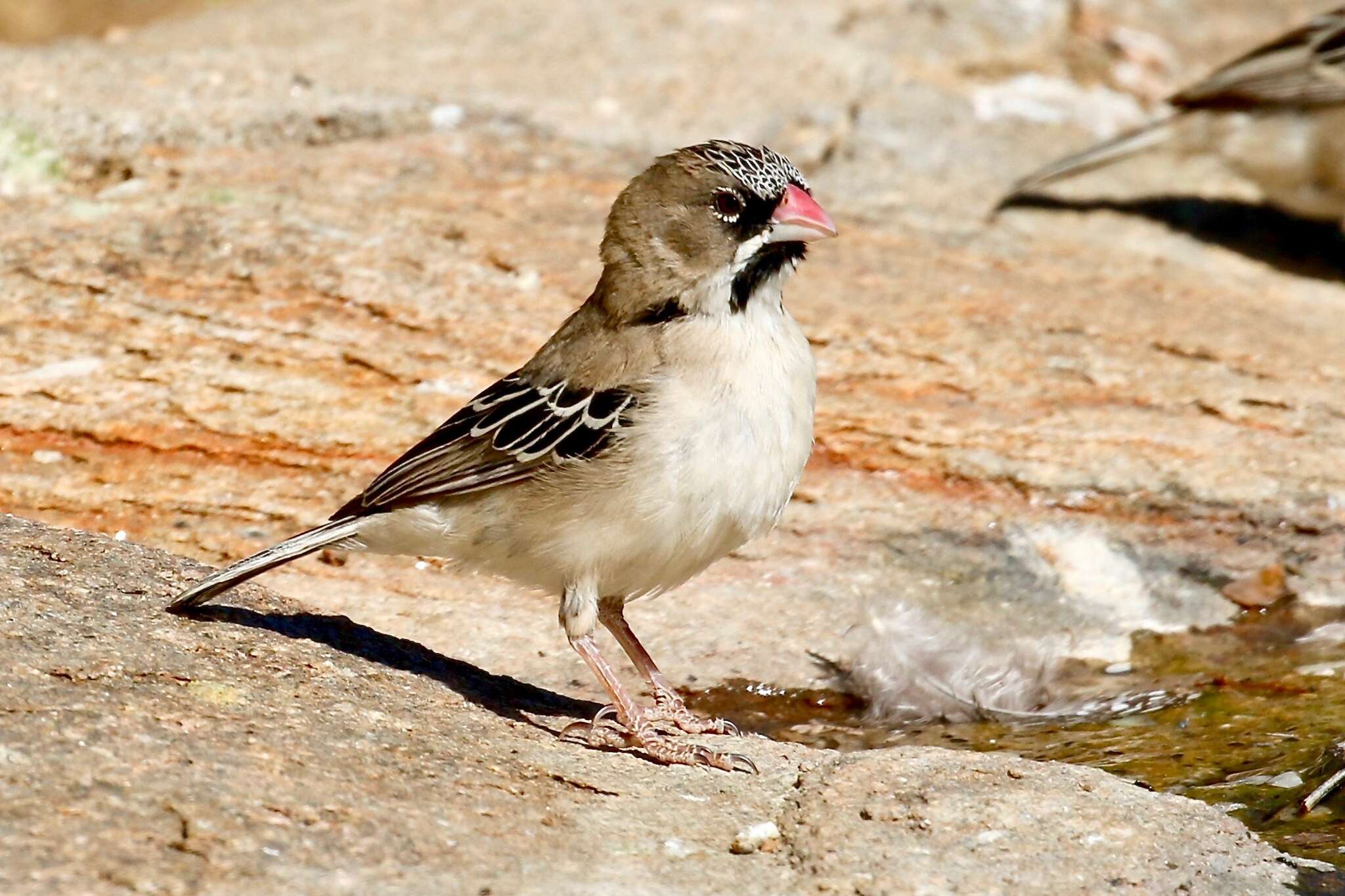 Image of Sporopipes Cabanis 1847