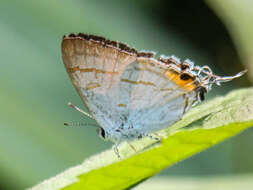 Слика од Hypolycaena thecloides (Felder 1860)