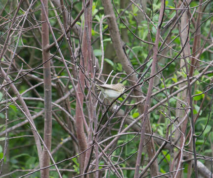 Image of Willow Warbler