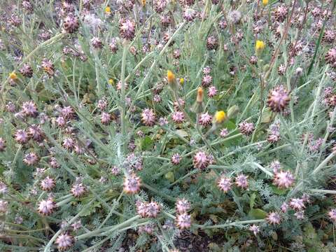 Image of Platycapnos spicata (L.) Bernh.