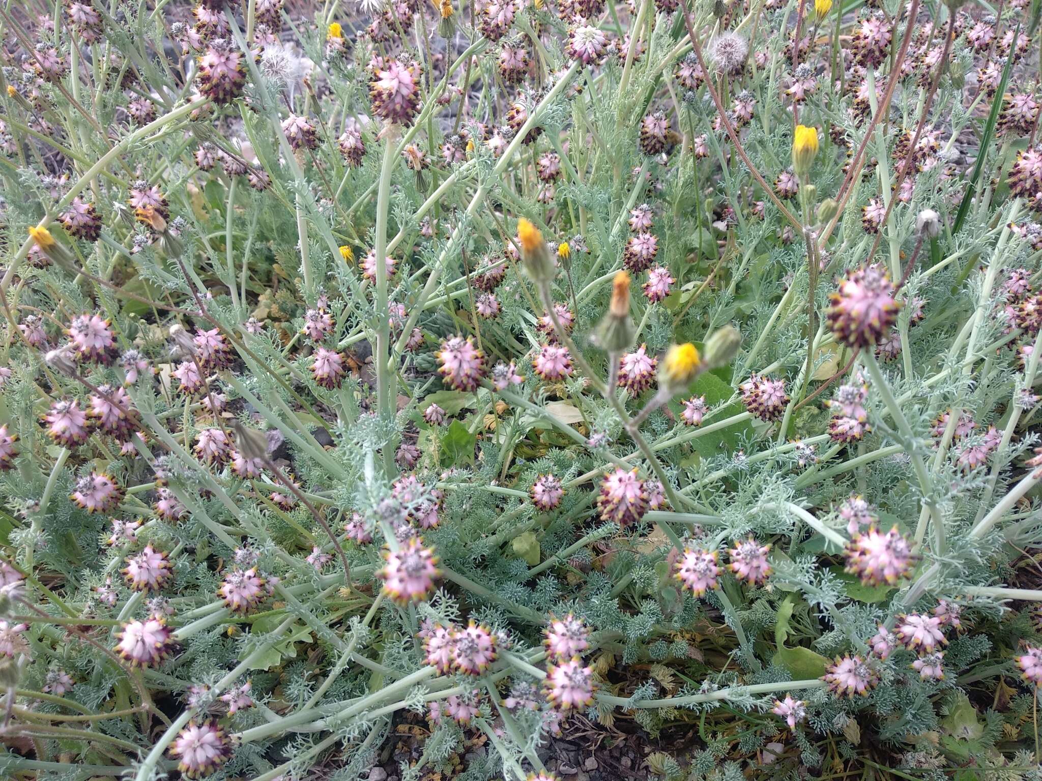 Imagem de Platycapnos spicata (L.) Bernh.