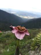 Image of Tigridia multiflora (Baker) Ravenna