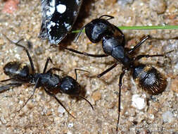 Image of Camponotus japonicus Mayr 1866