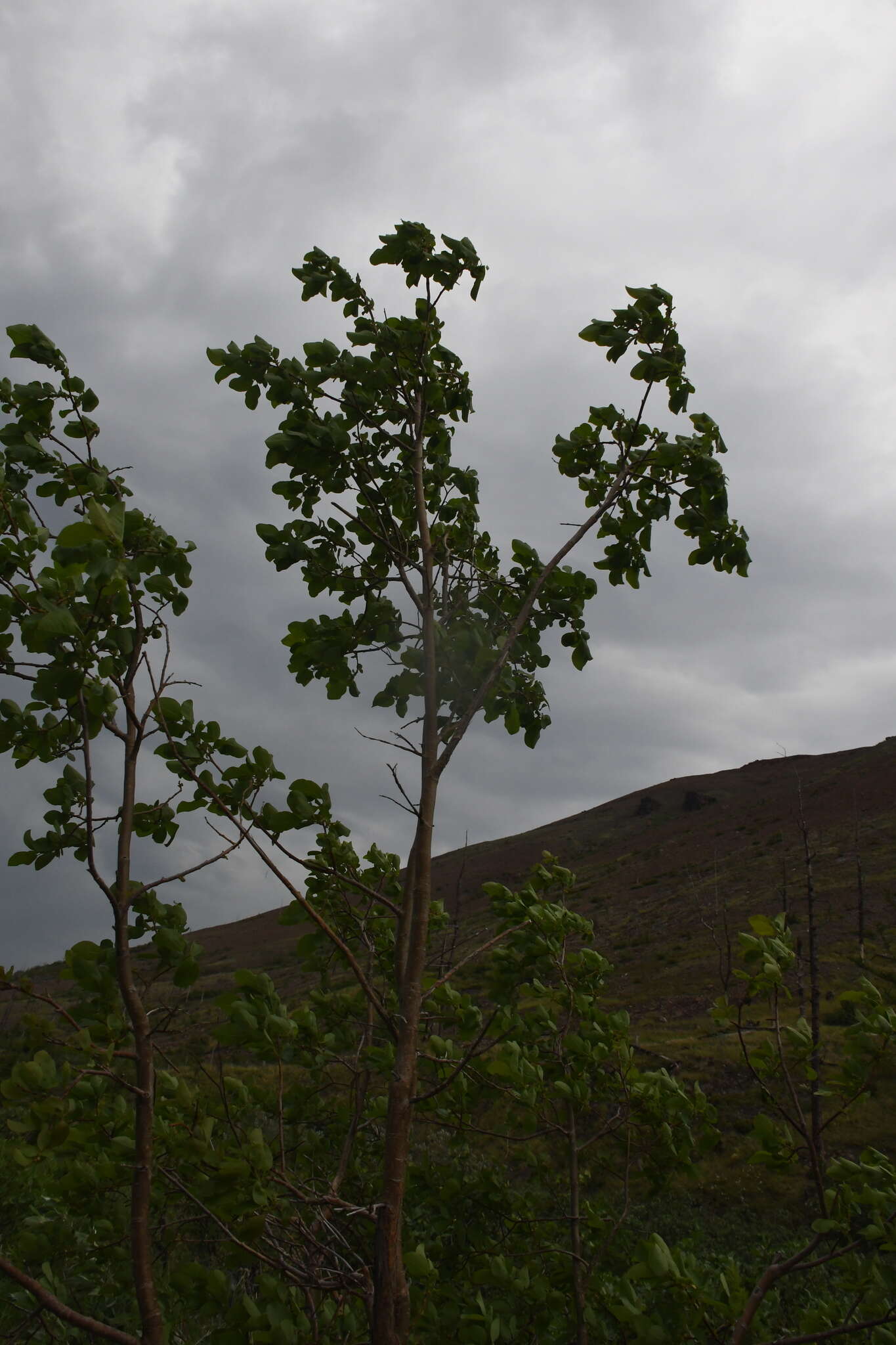 Image of Salix pyrolifolia Ledeb.