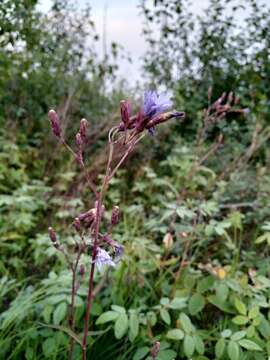 Image de Lactuca sibirica (L.) Maxim.