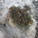 Image of Lepidium meyeri subsp. turczaninowii (Lipsky) Schmalh.