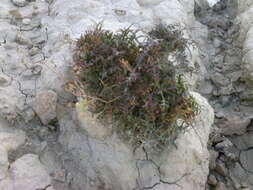 Image of Lepidium meyeri subsp. turczaninowii (Lipsky) Schmalh.