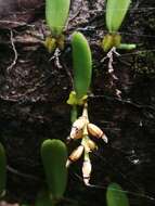 Image of Bulbophyllum humblotii Rolfe