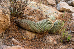 Image of Coryphantha potosiana (Jacobi) Glass & R. A. Foster