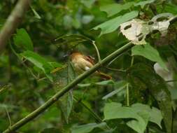 Plancia ëd Pachyramphus cinnamomeus Lawrence 1861