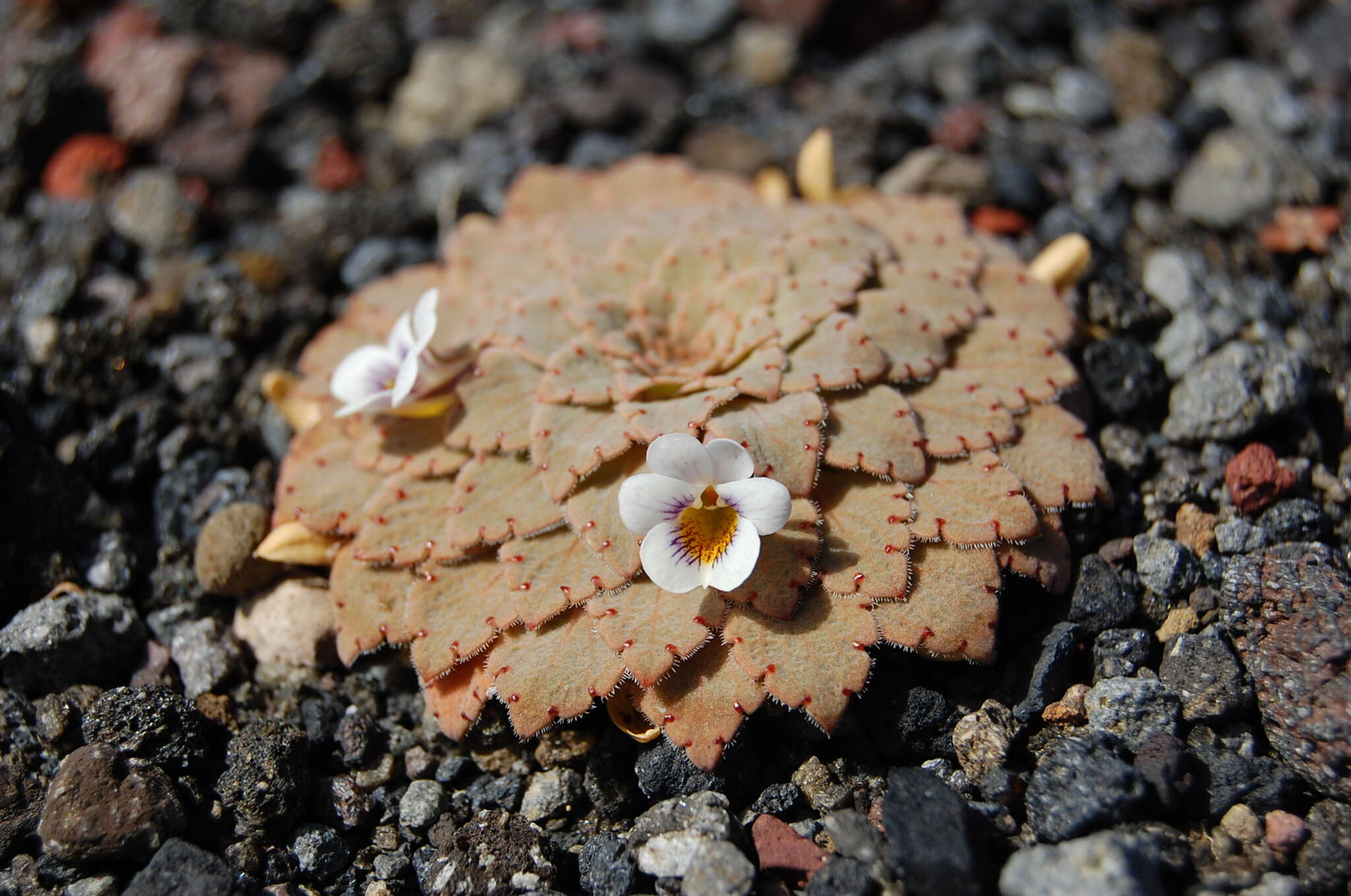 Image of Viola farkasiana