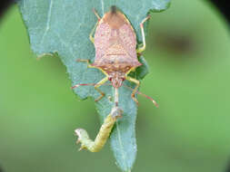 Image of Podisus Herrich-Schaeffer 1851