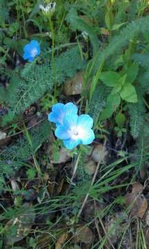 Image of baby blue eyes