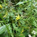 Imagem de Impatiens drepanophora Hook. fil.