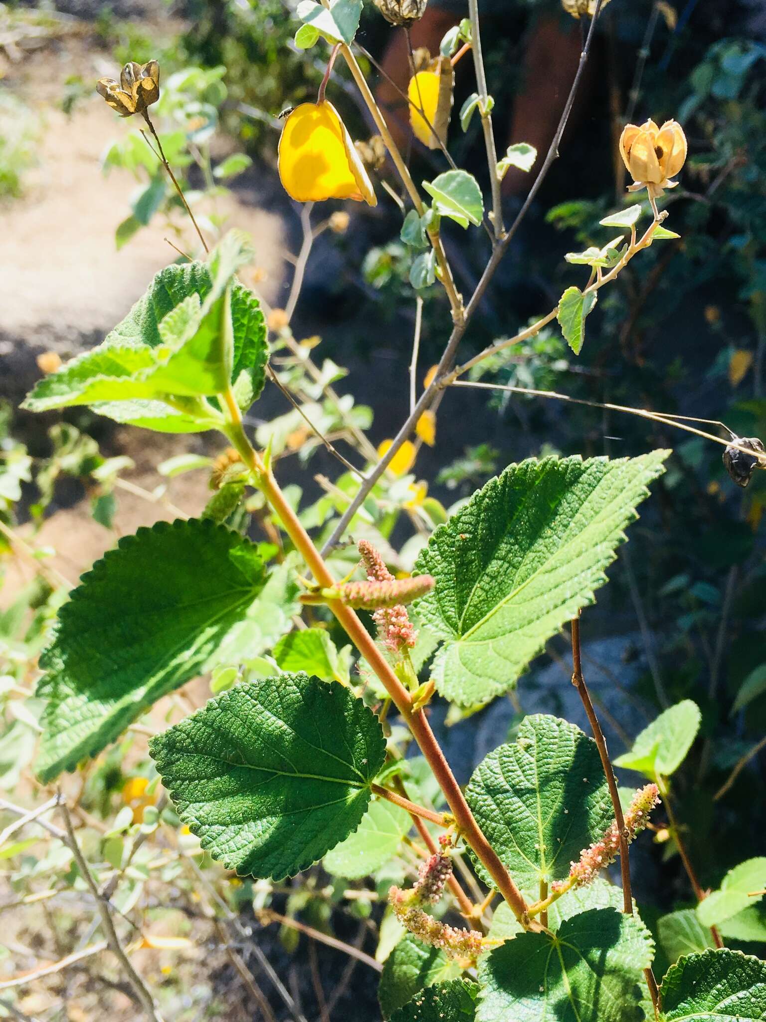 Image of California copperleaf