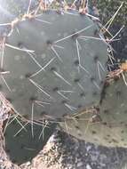 Image of Opuntia chlorotic ringspot virus