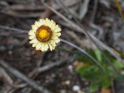 Plancia ëd Coronidium scorpioides (Labill.) Paul G. Wilson