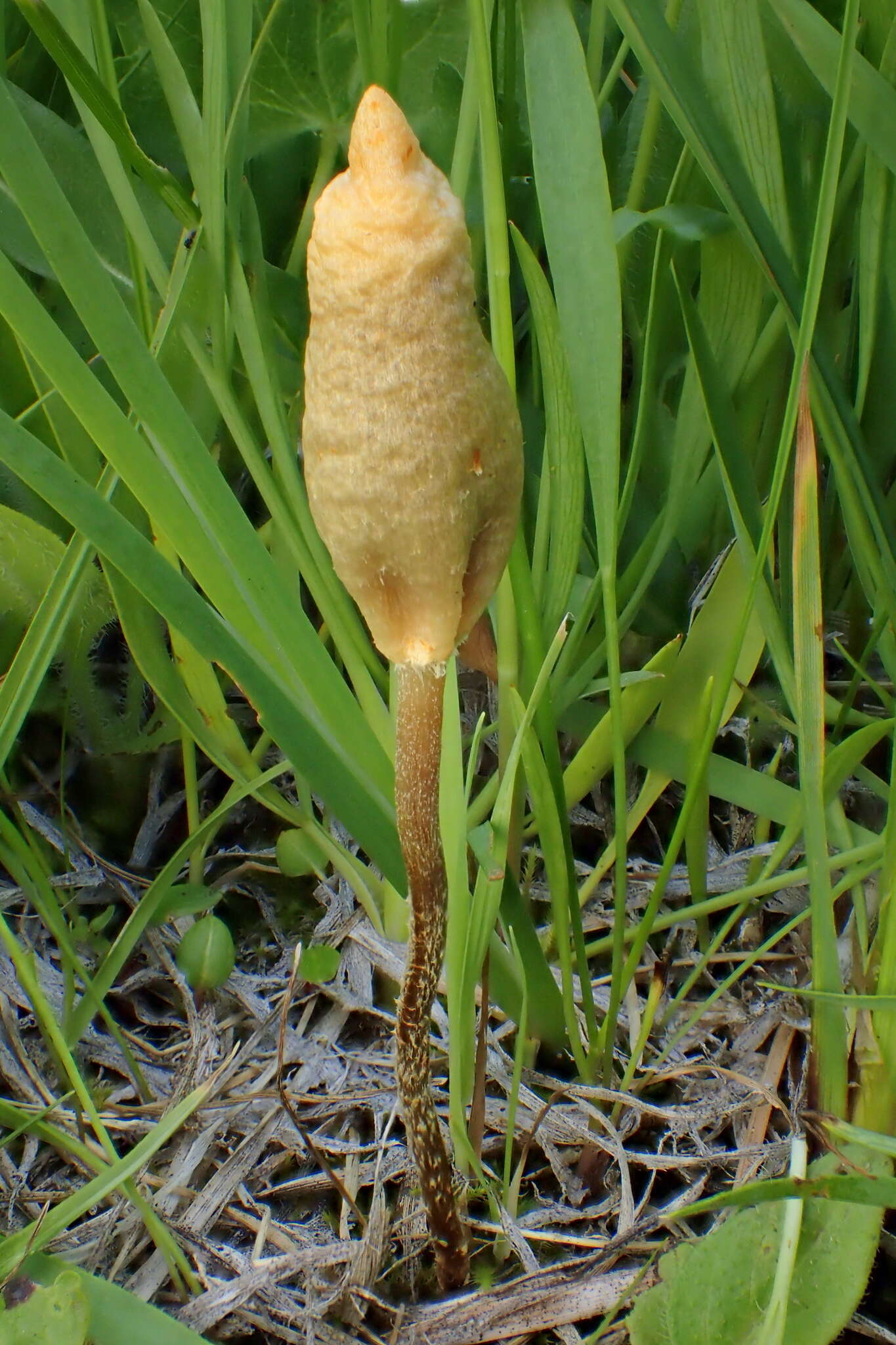 Image of Leratiomyces cucullatus (Shope & Seaver) Beever & D. C. Park 2008